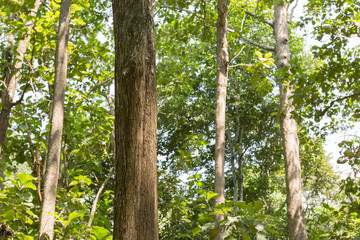 Teak trees in nature Thailand