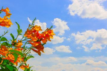 Orange flowers and bright sunny skies