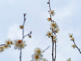 白い梅の花
