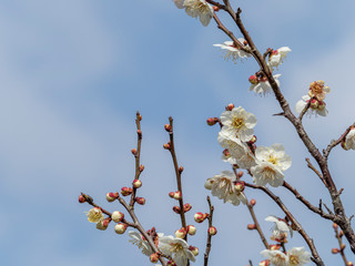 白い梅の花