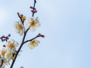 白い梅の花