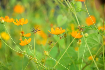 Yellow flowers in the garden with evening light