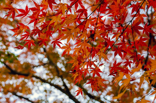 Focus and blurred colorful maple leaves tree background in Autumn of Japan.