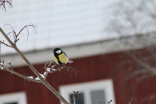 Talgoxe i februari