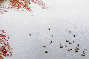 Many ducks swimming on Katsura river in Arashiyama, Kyoto, Japan with colorful maple tree in Autumn season.
