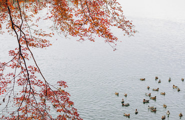 Colorful maple tree in Autumn season with many ducks swimming on Katsura river in Arashiyama, Kyoto, Japan.