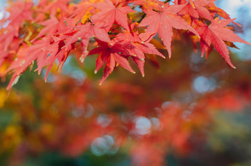 Focus and blurred colorful maple leaves tree background in Autumn of Japan.