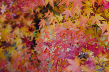 Focus and blurred colorful maple leaves tree background in Autumn of Japan.