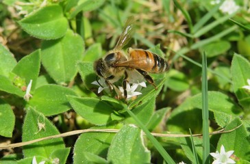 Bee on white wildflowers in Florida nature, closeup
