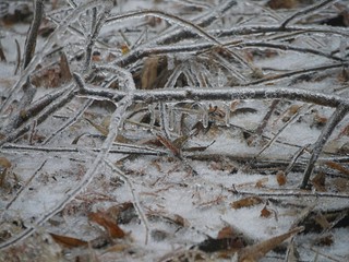 Close up of fallen twigs covered in ice and snow in the ground