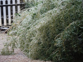 Wide shot of bamboo leaves bent to the ground covered in ice