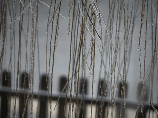 Wide view of a curtain of willow twigs covered with ice, with the silhouette of a wooden fence in the background
