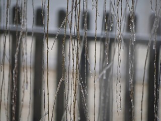 Close up of willow twigs covered with ice, with the silhouette of a wooden fence in the background