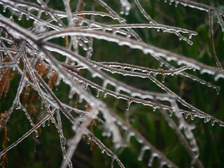 Mass of twigs all frozen and with icicles hanging from the twigs covered with snow