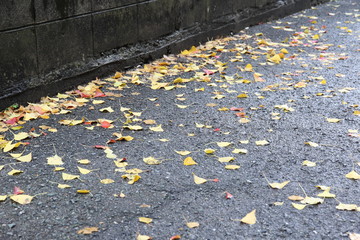 Fallen leaves of yellow and yellow ginkgo scattered on wet road surface after raining autumn day