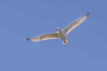 A big seagull flies in the blue sky