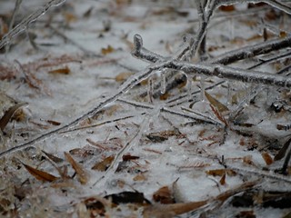 Fallen twigs on the ground covered with snow and ice twigs covered with snow