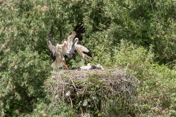 A white stork in flight reaches the young waiting in the nest