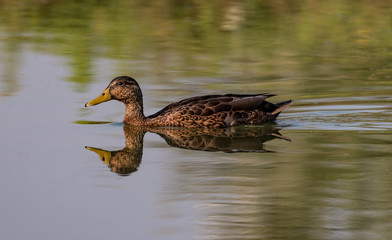 Female of Mallard Duck swims in the water of the lake