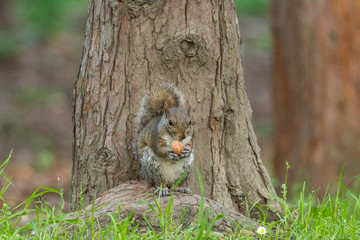 gray squirrel in front of a tree eats a hazelnut holding it with paws.