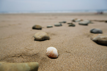 Fototapeta na wymiar Close up of shell on sandy beach with sea and sky background