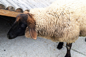 東武動物公園のヒツジ