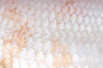 Carp white texture or koi fish scales seamless patterns , nature animal skin background © Amphawan