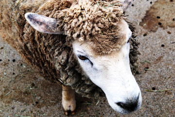 東武動物公園のヒツジ