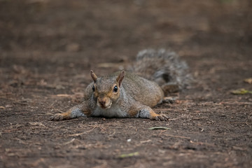 Naklejka na ściany i meble Gray squirrel refreshes himself lying on the ground