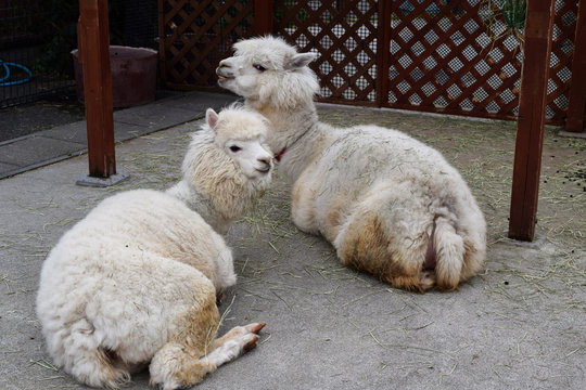 80 Best 東武動物公園 Images Stock Photos Vectors Adobe Stock
