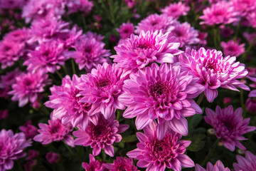 Bouquet, Flower, Plant, Thailand, Agricultural Field