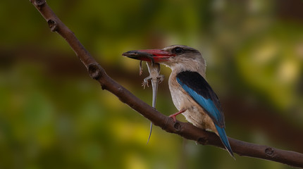 kingfisher on a branch