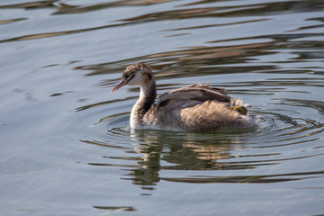 Young grebe swims in the waters of a lake under the warm morning light