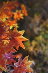 autumn orange leaf spring