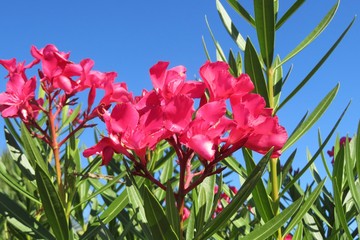 Pink oleander flowers on blue sky background in Florida nature, closeup