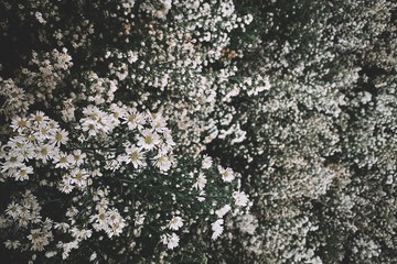 Green leaf background Color Films look