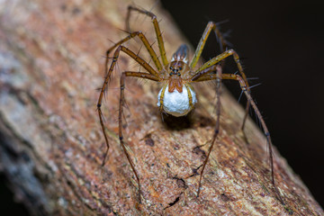 Brown stripes spider with its eggs