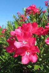 Beautiful pink oleander flowers on blue sky in Florida nature, closeup