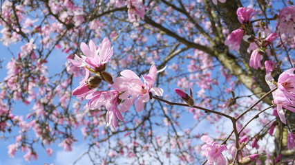 Showy and beautiful Magnolia Stellata pink flowers close up on the  branch against light blue background. Japanese Magnolia.