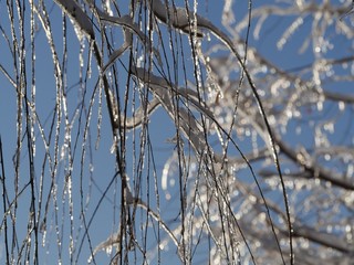 Artistic background of twigs and bokeh, all covered with ice and snow on a winter morning