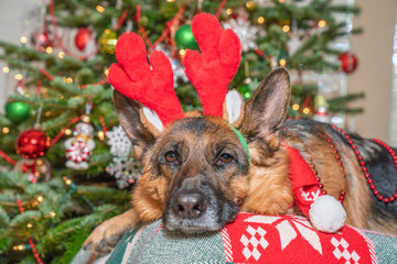 German Shepherd dog happily wearing red reindeer antlers posing in front of decorated Christmas Tree.
