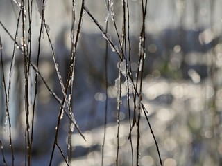 Ice-covered twigs of a willow tree hanging with bokeh in the background