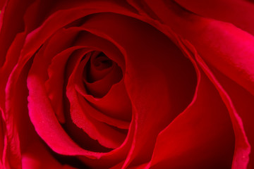 red rose