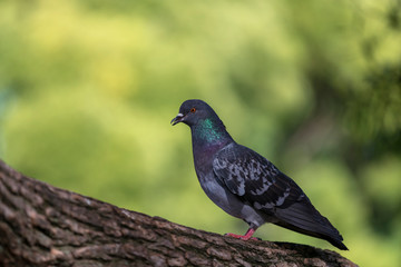 The rock dove, rock pigeon or common pigeon