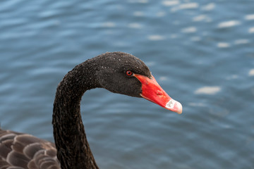 Black swan (The black swan (Cygnus atratus) is a large waterbird)