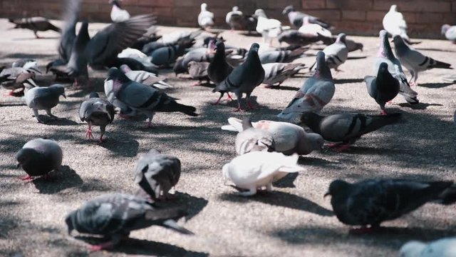 Large group of pigeons walking and bobbing their heads and pecking in town.