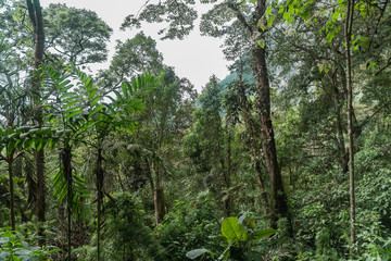 arboles altos en medio del bosque