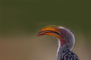 hornbill