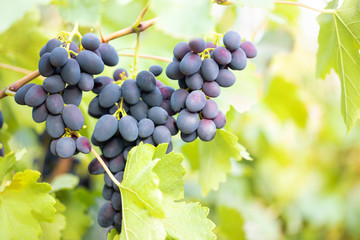 Bunch of ripe fragrant blue grapes on branch