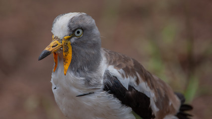 lapwing portrait